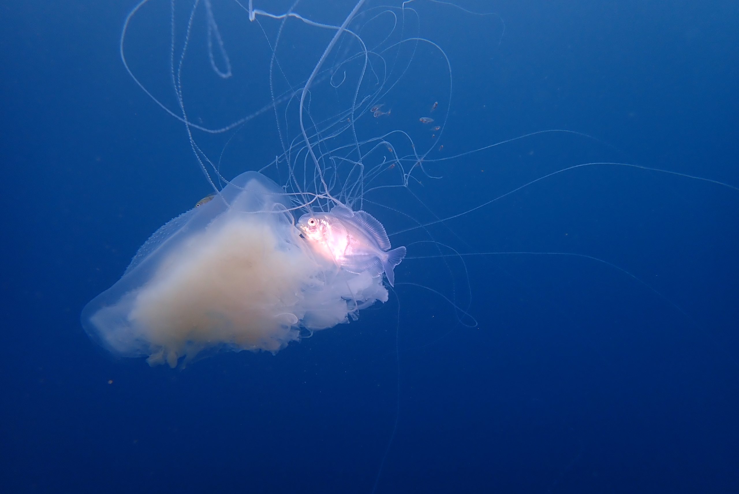 出ましたダンゴウオ！ | 葉山ダイビングサービス